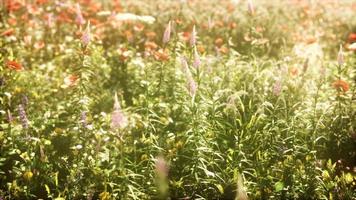 campo selvagem de flores ao pôr do sol foto