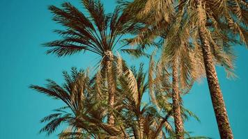 palmeiras tropicais exóticas no verão vista de baixo para o céu foto