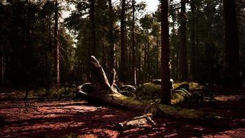 floresta velha mariposa grove no parque nacional de yosemite da califórnia foto