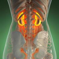 anatomia científica do corpo humano em raio-x com rins de brilho foto