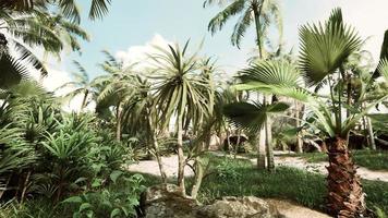 palmeiras tropicais e plantas em dia ensolarado foto
