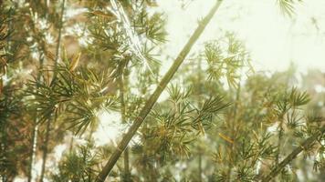 floresta de bambu com sol de manhã foto