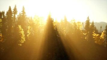 pôr do sol brilhante nas montanhas com floresta foto