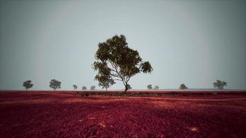 savana africana seca com árvores foto