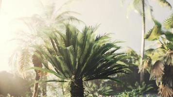 jardim tropical com palmeiras em raios de sol foto
