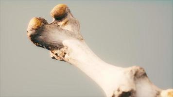 o osso da perna de um grande animal foto