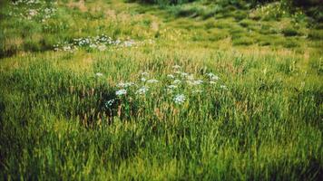 colinas verdes com grama fresca e flores silvestres no início do verão foto