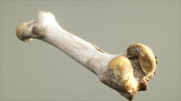 o osso da perna de um grande animal foto