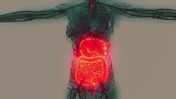corpo humano transparente com sistema digestivo visível foto