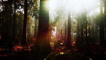 sequoias gigantes no bosque da floresta gigante no parque nacional das sequoias foto