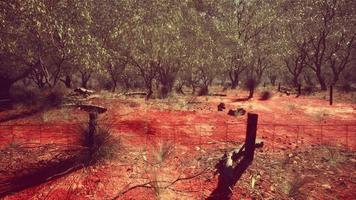 Cerca de limite de fazenda rural em mau estado e grama seca longa e morta foto