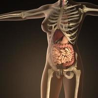 anatomia de órgãos humanos com ossos em corpo transparente foto