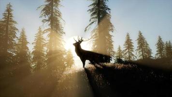 macho de veado na floresta ao pôr do sol foto