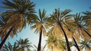 palmeiras na praia de santa monica foto