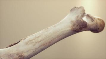 o osso da perna de um grande animal foto