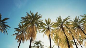 vista das palmeiras passando sob o céu azul foto