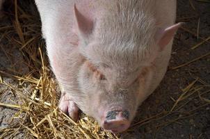 reino porco animalia, filo cordata, classe mamífero theria eut foto