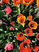 flores da primavera tulipas foto