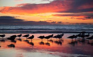 pôr do sol com gaivotas foto