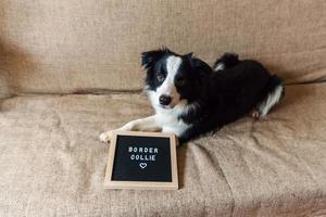 retrato engraçado de cachorrinho fofo no sofá com a palavra border collie de inscrição no quadro de cartas. novo membro adorável da família cachorrinho em casa olhando e esperando por recompensa. conceito de cuidados e animais de estimação. foto