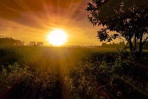 panorama do pôr do sol cênico com raios solares, silhueta de arbustos e árvores foto