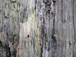 fundo natural com textura de casca de árvore foto