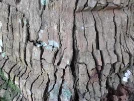 fundo natural com textura de freio de árvore foto