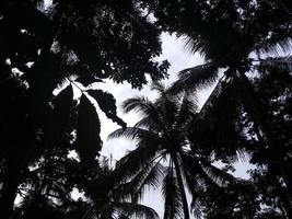 fundo de árvore no jardim de coco foto