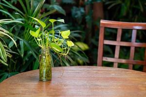 planta epipremnum aureum na decoração de garrafa de vidro na mesa de madeira foto