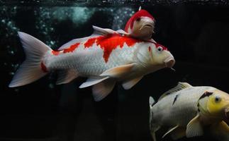 peixe koi nadando e isolado em fundo preto, peixe koi branco vermelho e peixe koi tyellow foto
