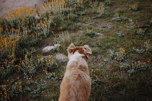 cão border collie explorando a natureza foto