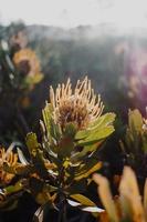 proteas de alfineteiro sul-africano foto