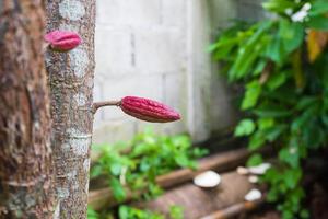 pequeno fruto de cacau jovem na árvore de cacau foto