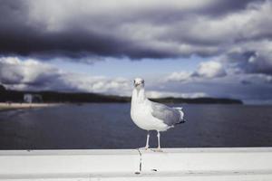 retrato de gaivota contra a beira-mar foto