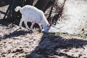 cabra branca na zona rural foto