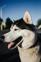 cão husky siberiano foto