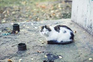 lindo gatinho dormindo foto