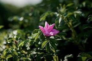 jardim de flores em casa foto