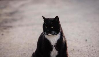 grande gato preto na rua foto