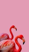 folha de rosto com lindos flamingos rosados isolados em fundo rosa sólido com espaço de cópia para texto, closeup, detalhes. conceito de amor, cuidado, namoro e glamour. foto