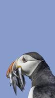 folha de rosto com papagaio-do-mar do Atlântico norte segurando peixe arenque em seu bico na ilha de faroe mykines, no fundo sólido do céu azul com espaço de cópia. conceito de biodiversidade e conservação da vida selvagem foto