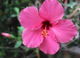 flor de sapato vermelho foto