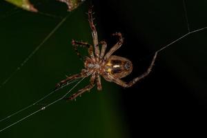 pequeno orbweaver clássico foto