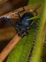 besouro escuro com garras em pente adulto foto