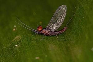 mayfly macho adulto foto