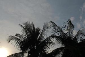 foto de coqueiros ao pôr do sol, shiluete