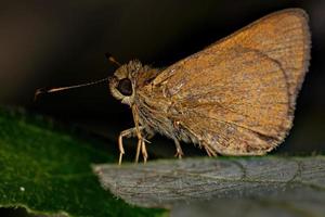 borboleta skipper adulta foto