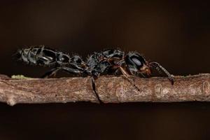 formiga rainha de galho adulto foto