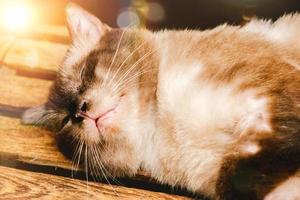 retrato de gato siamês dormindo no jardim adorável animal de estimação.