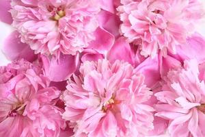 flor de primavera peônia rosa com gotas de água nele foto